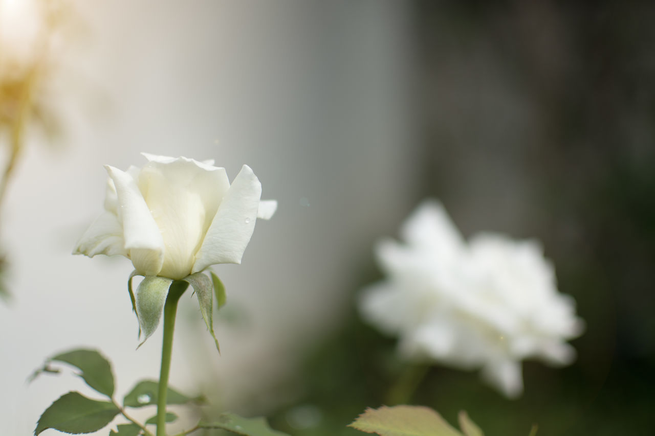 plant, flower, flowering plant, beauty in nature, freshness, nature, close-up, petal, white, fragility, macro photography, rose, flower head, inflorescence, plant part, blossom, leaf, no people, yellow, growth, green, focus on foreground, outdoors, selective focus, plant stem, springtime, day, garden roses