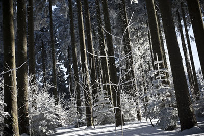 Trees in forest during winter