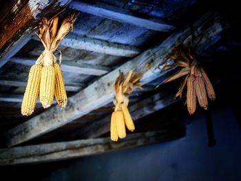 Low angle view of cobs hanging on a rooftop