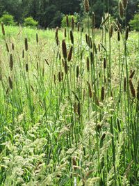 Plants growing on field by lake