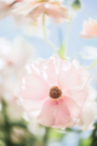 Close-up of pink flower