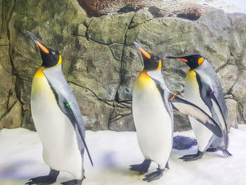 View of birds perching on rock