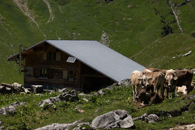 rural area