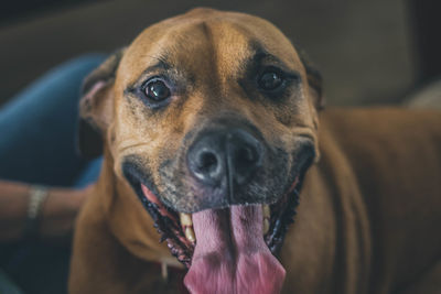 Close-up portrait of a dog