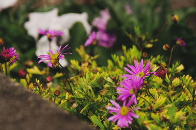 Close-up of pink flowering plants on field