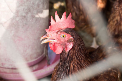 Close-up of rooster