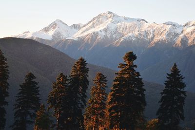 High section of trees against mountain range