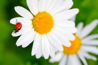 Close-up of insect on white daisy flower