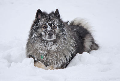 Close-up of snow on field during winter