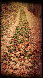 Autumn leaves on plant