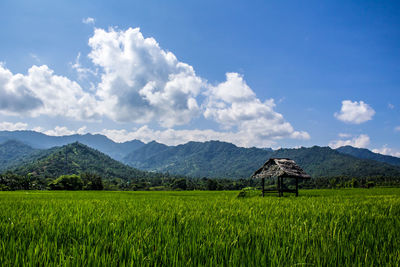 Scenic view of agricultural field against sky