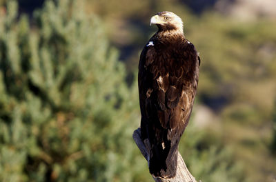 Close-up of eagle perching on tree