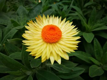 Close-up of yellow flower blooming outdoors