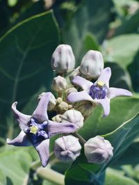 Close-up of purple flowers blooming