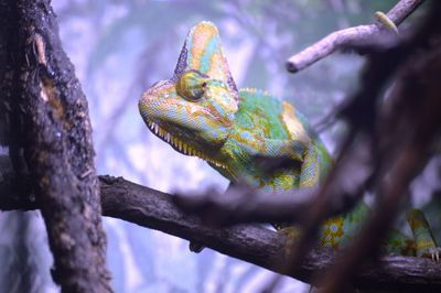 Close-up of lizard on tree