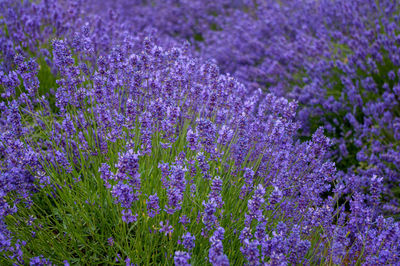 Lavender plants in flower in field ready for harvesting for lavender oil 