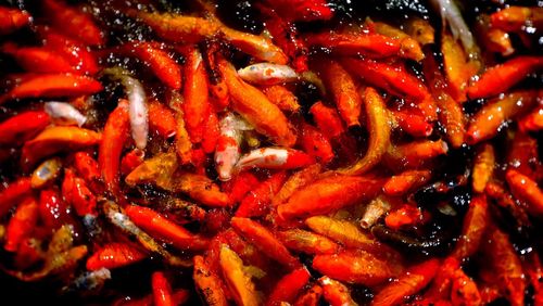 Full frame shot of orange koi carps swimming in pond