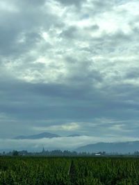 Scenic view of agricultural field against sky