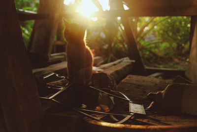 Cat sitting on the wood outdoor