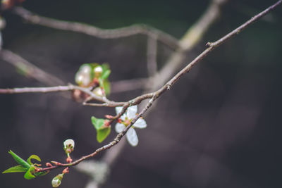 Close-up of plant growing outdoors