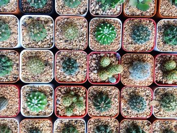 Full frame shot of cactus on pot with gravel