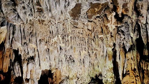 Close-up of tree trunk