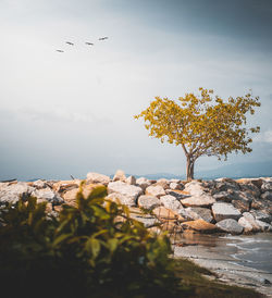 Bird flying over the sea against sky