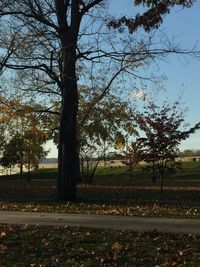 Trees on field against sky during autumn