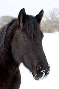 Close-up of horse standing on snow field against sky