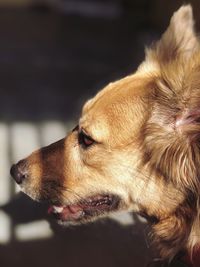 Side profile of brown dog with sunlight hitting its face 