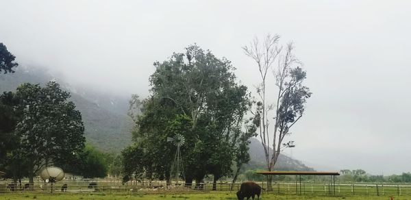 Trees on field against sky