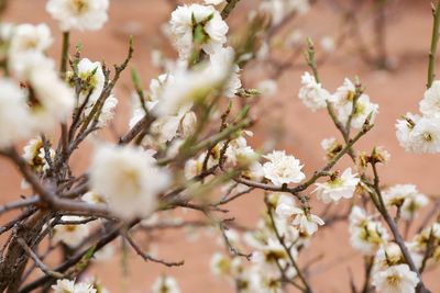 Close-up of flowers on branch