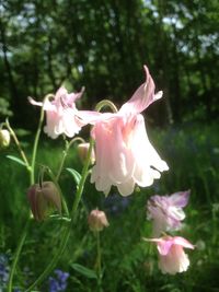 Close-up of pink flowers