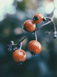 Close-up of fruits on tree