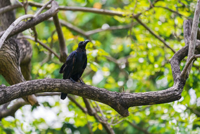 Low angle view of bird perching on branch