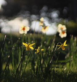 Close-up of yellow flowering plant on field