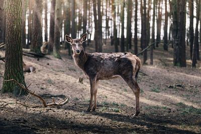 Deer standing in forest