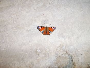 High angle view of butterfly