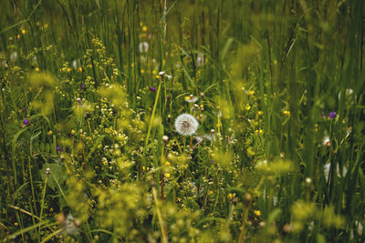 Close-up of wildflowers in field