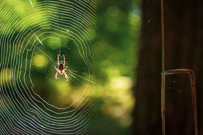 spider web