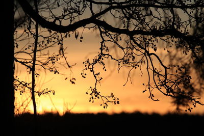 Silhouette of trees at sunset