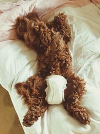 High angle view of dog relaxing on bed at home