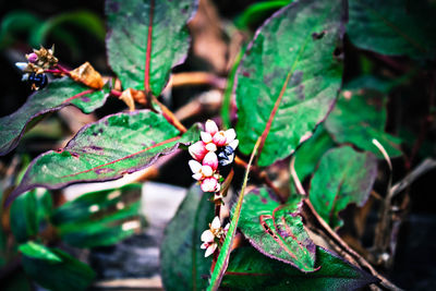 High angle view of flowering plant