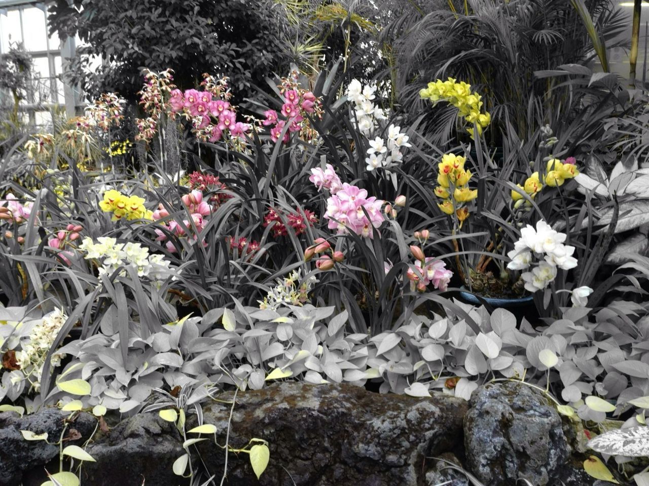 flower, plant, growth, nature, freshness, fragility, beauty in nature, stone wall, day, abundance, wall - building feature, stone - object, outdoors, rock - object, blooming, petal, in bloom, field