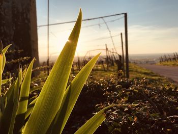 Close-up of succulent plant on field against sky