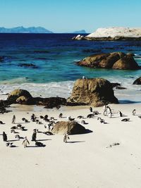 Penguin in south africa beach