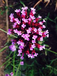 Close-up of pink flowers