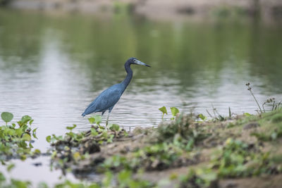 Gray heron standing in lake