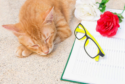 High angle view of ginger cat lying down