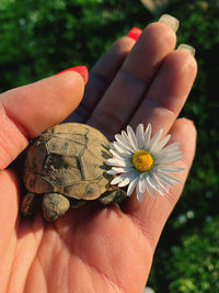 Close-up of hand holding flower